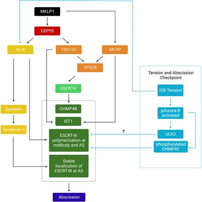 Mechanics and regulation of cytokinetic abscission